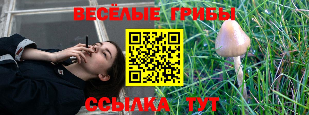 Сальск  Псилоцибиновые грибы GOLDEN TEACHER  Вход с VPN 